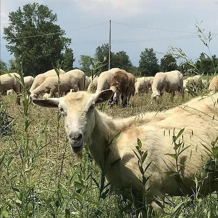Agriturismo Corte Salandini Farm stay Ponti sul Mincio